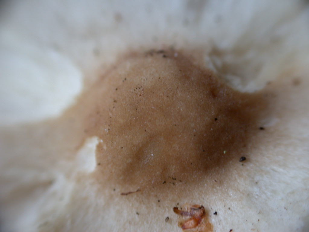 Ti mancava il ... QUIZ !!!